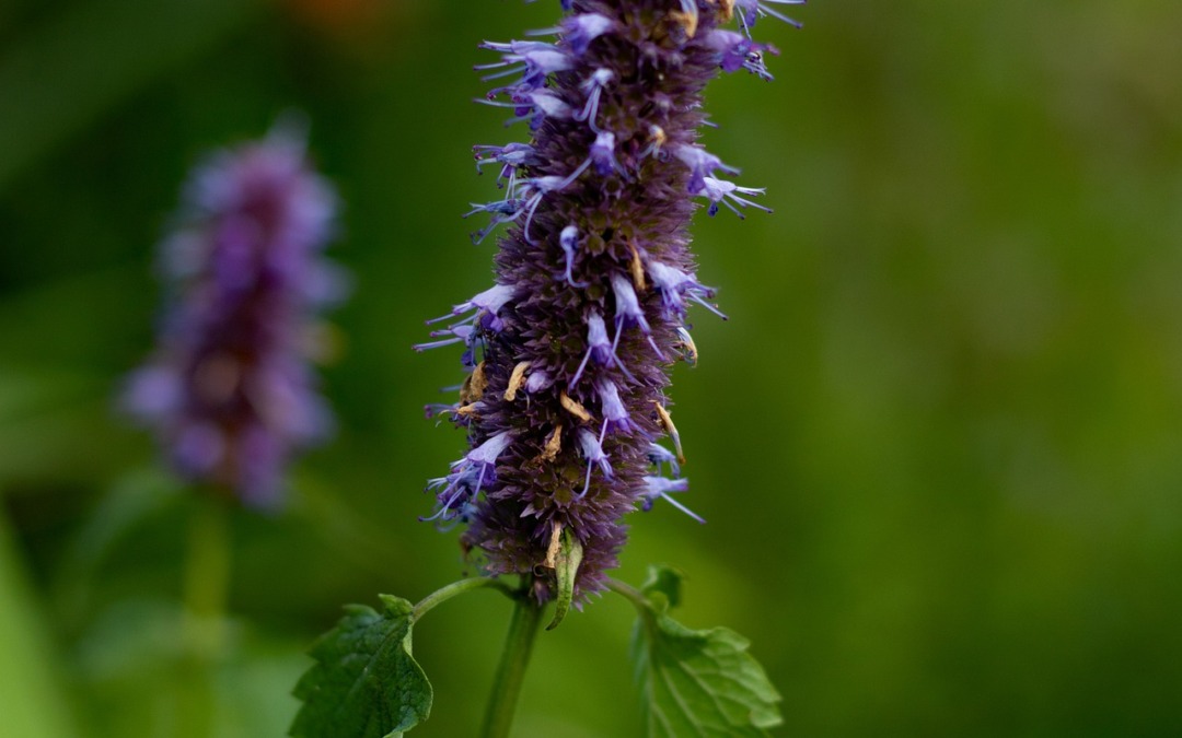 De dropplant wat is het en wat kan je ermee?
