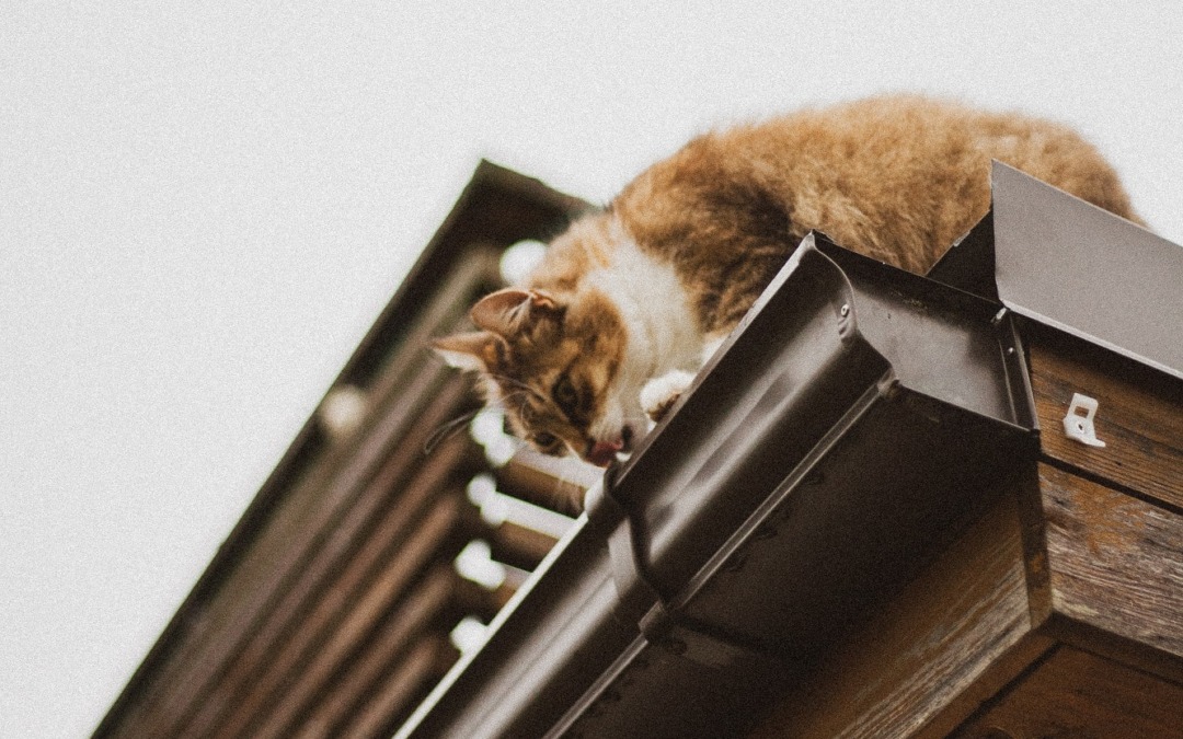 Welke dakgoot past het beste bij jouw huis?