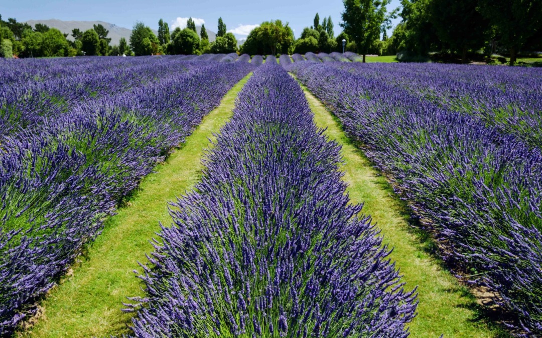 Lavendel snoeien, hoe pak je dit aan?