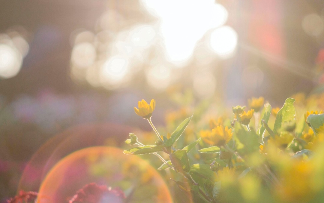 Een overkapping in Assen: Geniet van de zon én schaduw