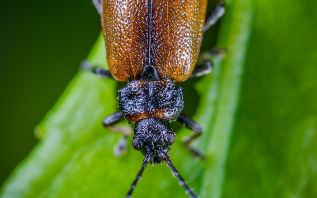 De meikever alles wat je erover moet weten