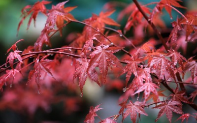 Genieten van de natuur: Hoe zorg je voor je Japanse Esdoorn