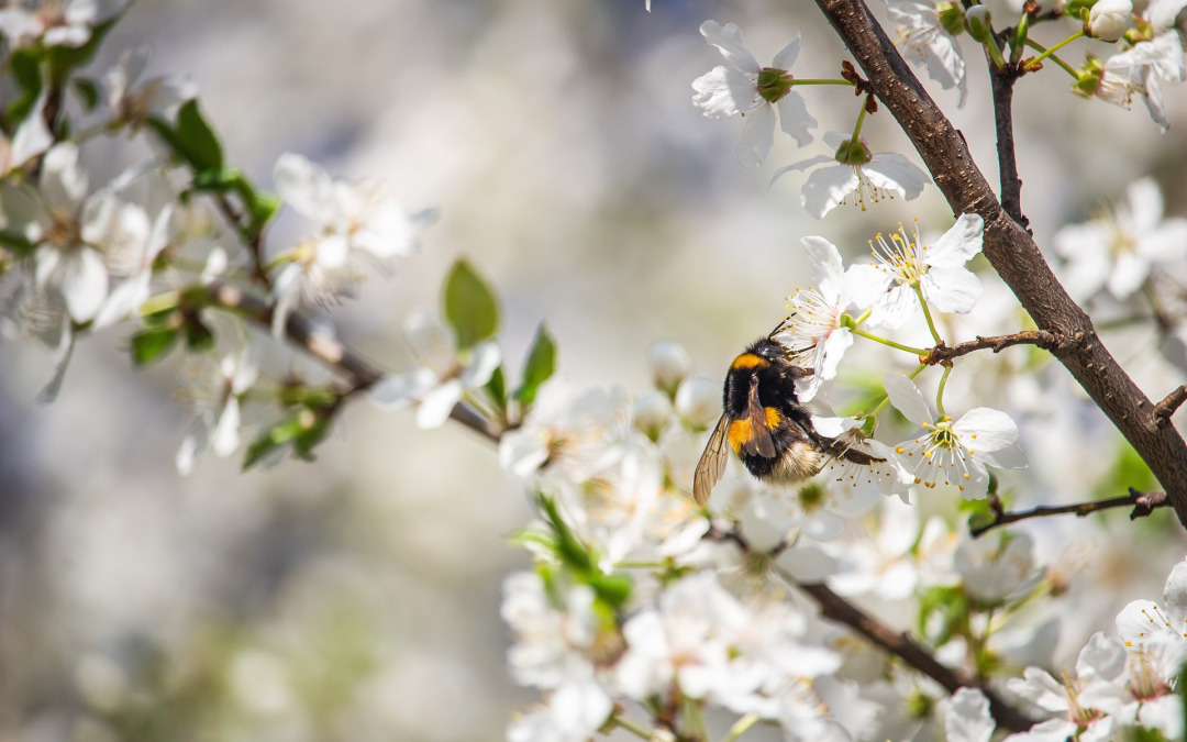 Verschillende soorten wespen