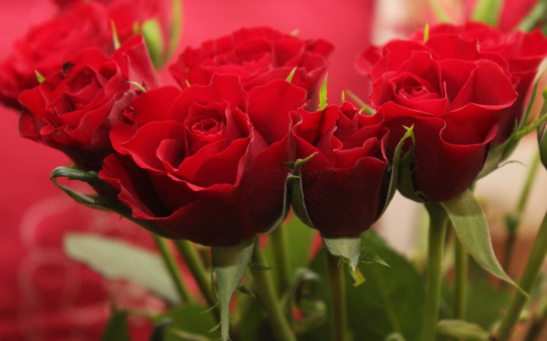 Een boeket kopen, waar rekening mee houden?