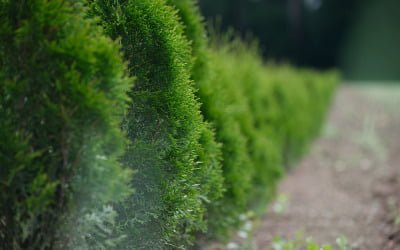 Scherm je tuin af door middel van een haagplant