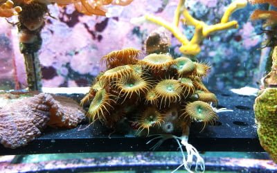 led aquarium verlichting: helderheid en kleurenpracht