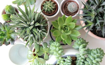 De voordelen van kamerplanten