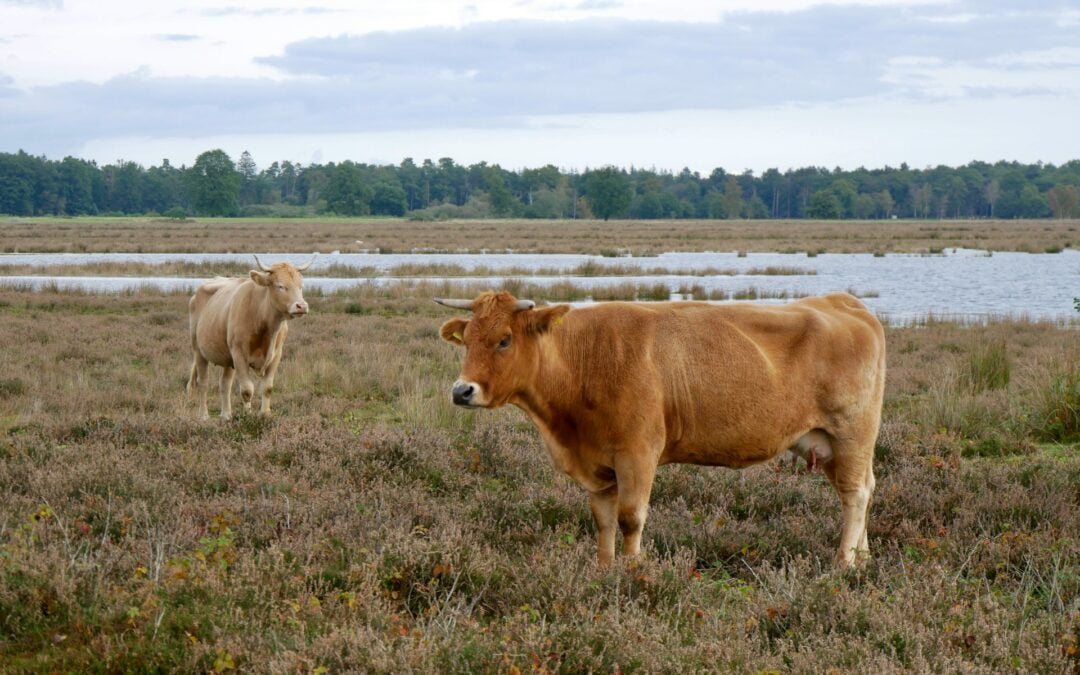 Grondbeheer en rentmeesterschap in Drenthe