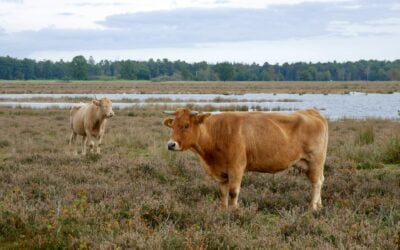 Grondbeheer en rentmeesterschap in Drenthe