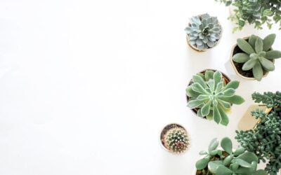 Dit is hoe je duurzamer kunt wonen