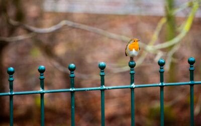 Zo maak je de perfecte tuinafscheiding