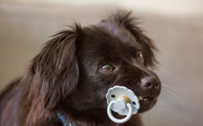 Het markiesje, de perfecte gezinshond?