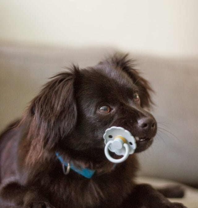 Het markiesje, de perfecte gezinshond?