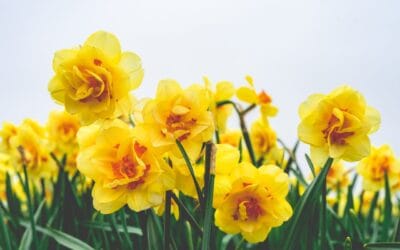 Kleine tuin, grote mogelijkheden: Tips voor je buitenruimte