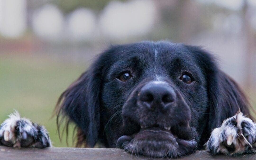 De Friese Stabij, ofwel Stabijhoun