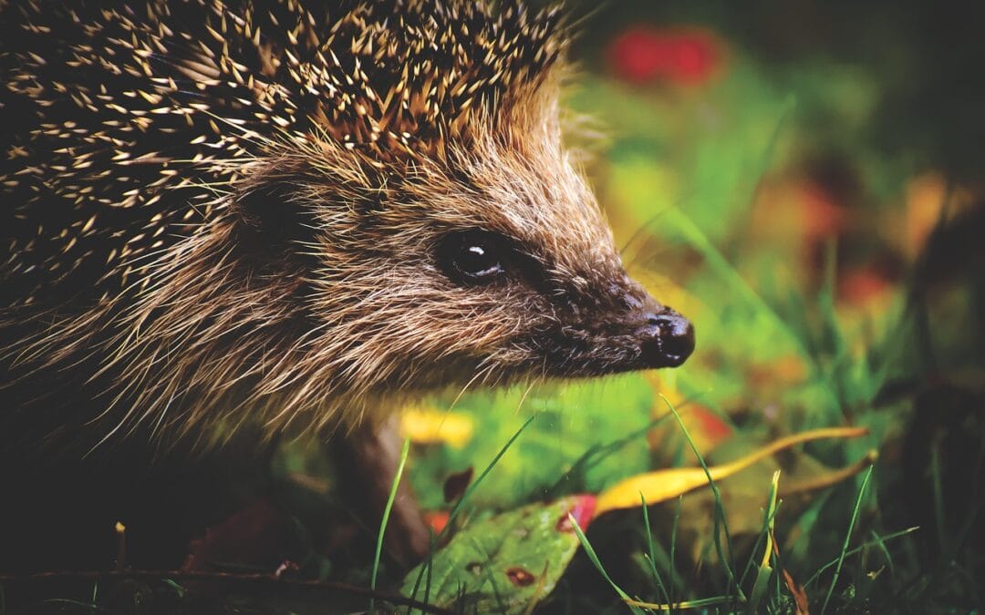 Hoe weet je of je een egel in de tuin hebt?
