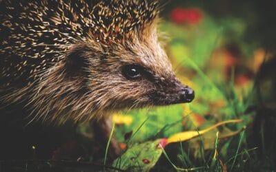 Hoe weet je of je een egel in de tuin hebt?