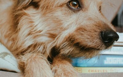 Een Hollandse Smoushond als gezinshond?