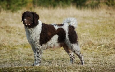Wetterhoun, een echte Nederlandse hond