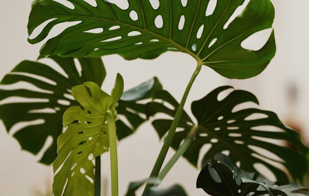 Monstera in huis: verzorging en biologische plaagbestrijding