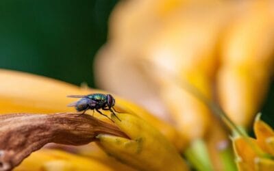 Waar komen kleine vliegjes in huis vandaan?