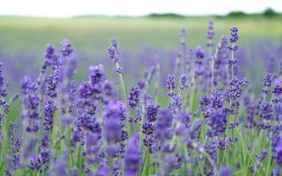 Wanneer lavendel planten? De beste tijd, tips en veelgemaakte fouten