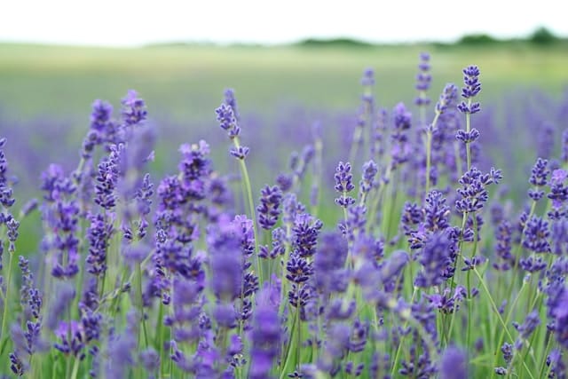Wanneer lavendel planten? De beste tijd, tips en veelgemaakte fouten