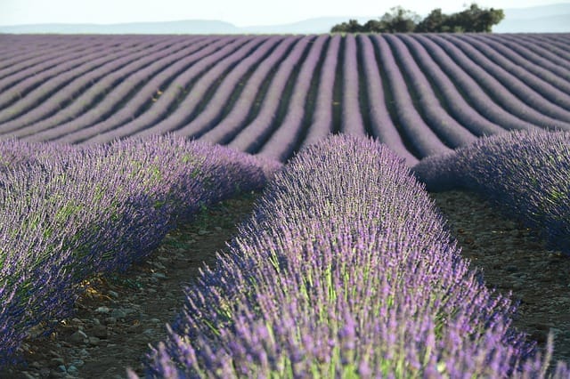Soorten lavendel: welke past het beste bij jouw tuin of balkon?