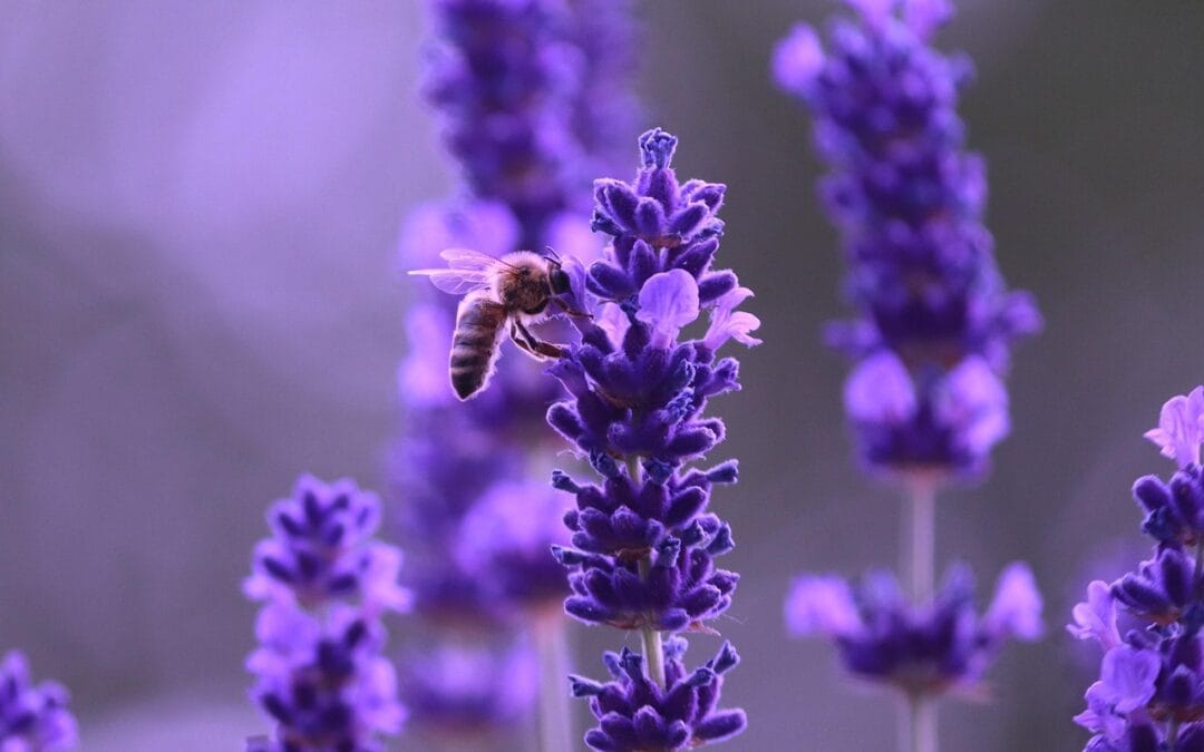 Lavendel in pot verzorgen: zo blijft hij mooi, gezond en compact
