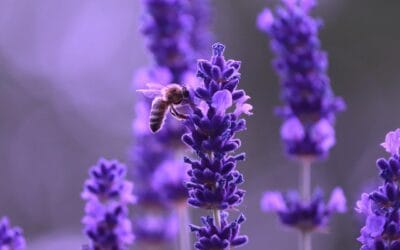 Lavendel in pot verzorgen: zo blijft hij mooi, gezond en compact