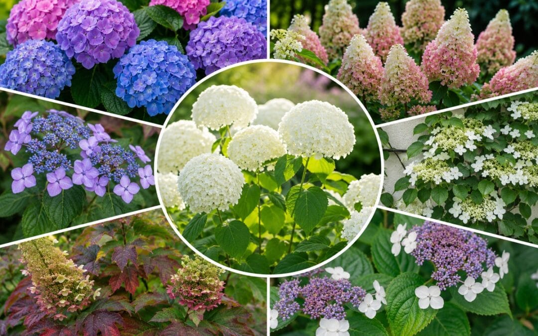 Welke hortensia heb ik?