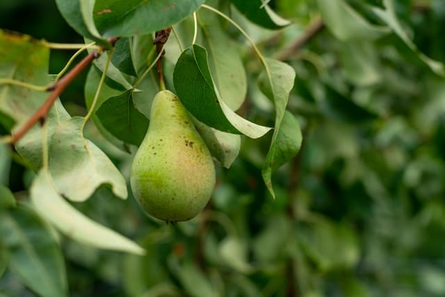 Kersenboom snoeien, hoe pak je dit aan?