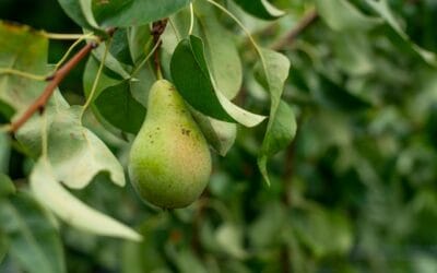 Perenboom snoeien, hoe pak je dit aan?