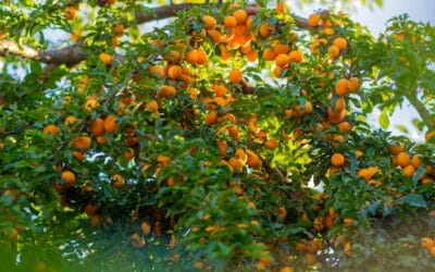 Fruitbomen snoeien: wanneer en hoe doe je dat?