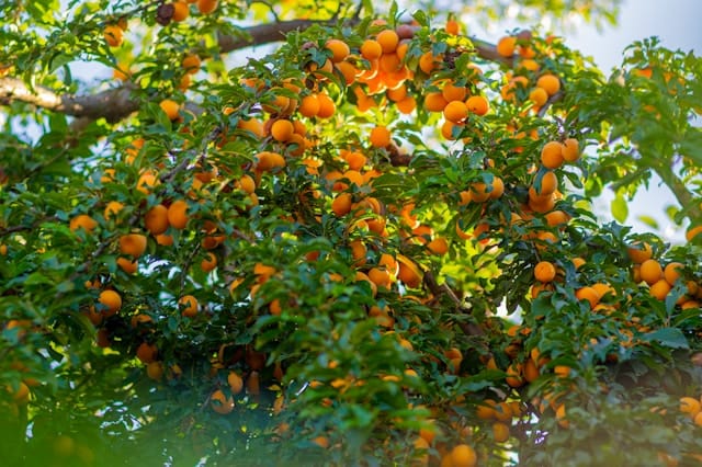 Fruitbomen snoeien: wanneer en hoe doe je dat?